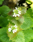 Garlic - Mustard